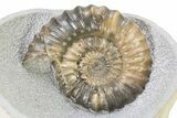 Ammonite (Androgynoceras) Fossil In Concretion - England #316890-1